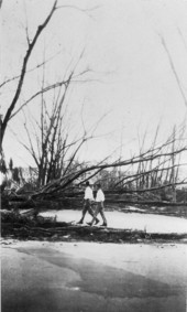 Uprooted trees in the aftermath of the 1926 hurricane - Miami, Florida.