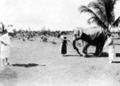 Carl, the elephant caddie - Miami Beach, Florida.