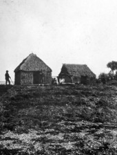 Palmetto thatched hut houses