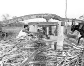 Mule powered sugar cane press