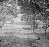 View from the front piazza at the Kingsley Plantation on Fort George Island in Jacksonville, Florida.