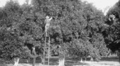 Picking oranges in Speer grove - Sanford, Florida