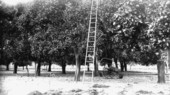 Speer grove - Sanford, Florida