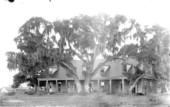 Live oak tree by old garrison at Fort Brooke