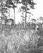 View of the "piney woods" - Enterprise, Florida