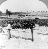 Experimental grape farm near Weirsdale.