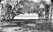 Oak trees providing a scenic "frame" of the water - Sarasota County, Florida