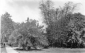 Various trees - Coral Gables, Florida