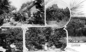 Photocollage of flowering trees and fruit in the area - Tallahassee, Florida