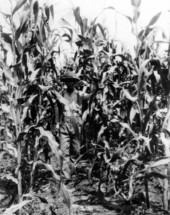 Corn of J.E. Houston - Wakulla County, Florida