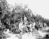 Orange-picking in grove of John B. Stetson