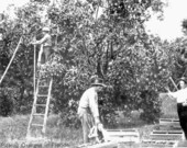 Picking oranges in Florida