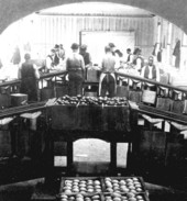 Packing oranges at Bishop, Hoyt and Company - Citra, Florida