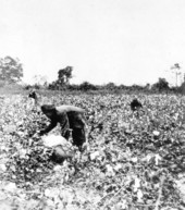 Laborers in the fields picking cotton