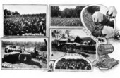 Different views of cotton crops - Leon County, Florida