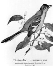 Drawing of Florida's state bird and flower