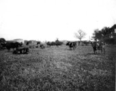 Cattle in the field - Kissimmee, Florida