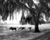 Cattle in the Tampa area