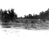 Cattle herd - Quincy, Florida