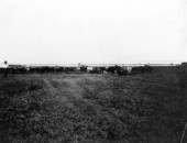 Herd of cattle - Kissimmee, Florida