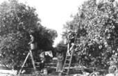Picking fruit at Rockledge