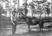 Pack mule "Apache" at camp during the Spanish-American war - Tampa, Florida