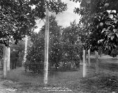 Parent temple orange tree - Winter Park, Florida