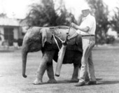 Man using baby elephant as a golf caddie - Miami Beach, Florida