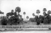 Scene on Lake Monroe, Sanford, Florida..