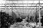 Citrus trees are protected against weather in greenhouse - San Mateo, Florida