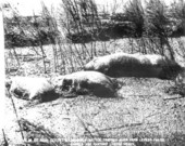 Drowned cattle trapped when farm levees failed - Palm Beach County, Florida.