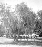 Soldiers under an oak tree at Fort Brooke