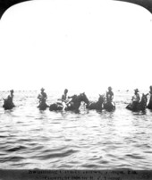 Swimming cavalry horses, Tampa, Florida..