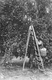 Man climbing ladder by citrus tree