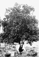 Gathering and packing oranges in Minnehaha Grove- Maitland, Florida