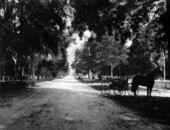 Looking down Park Avenue - Jacksonville, Florida.