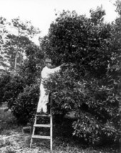 Lue Gim Gong along side one of his orange trees - De Land, Florida