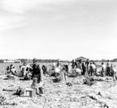 Celery harvest - Sanford, Florida