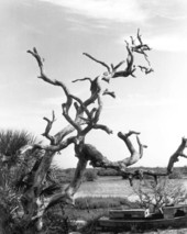 View of gnarled tree - Cedar Key, Florida