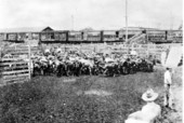First cattle shipped from Kissimmee after compulsory dipping
