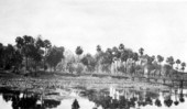 View of bridge and palm trees - Sanford, Florida