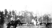 Cowboys with cattle - Green Cove Springs, Florida