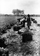 Celery harvesting