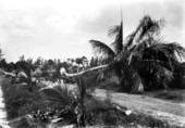Large coconut palm tree being moved - Boynton, Florida