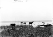 Cattle