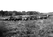 Cattle being herded