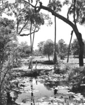 Scene of people enjoying the day at Sanlando Springs