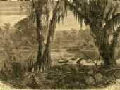 Drawing of alligators on Lake Kissimmee