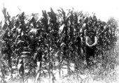 Corn growing on the Mansfield family farm - Gainesville Region, Florida.