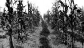 Farmer standing in a corn field